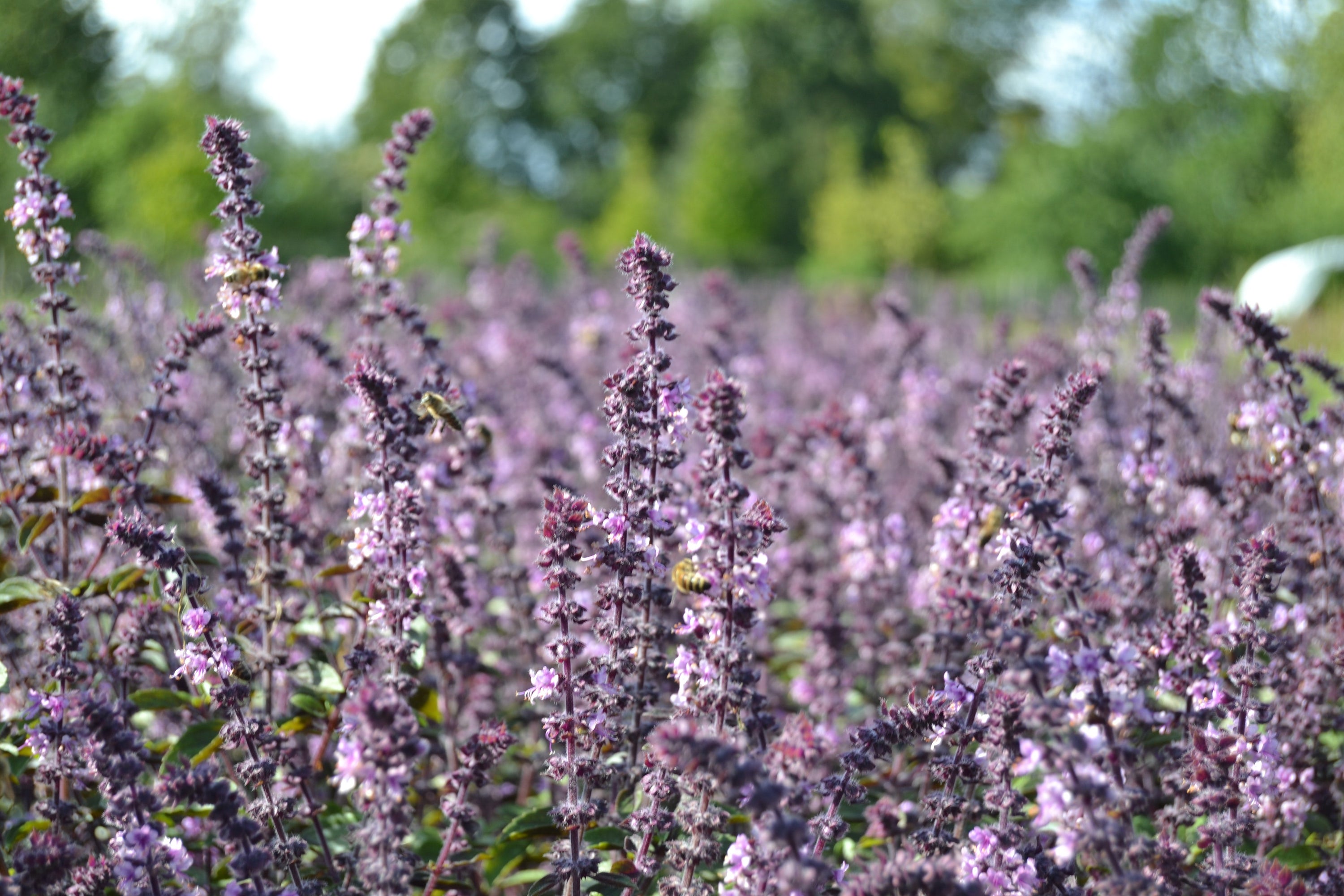 Calming Scents